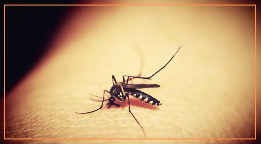 ZANZARIERE, PERCHE' SONO TANTO IMPORTANTI